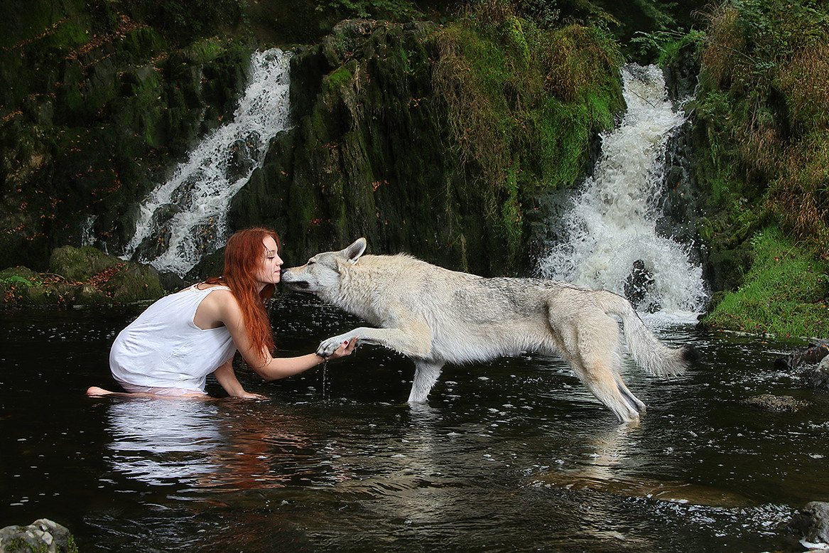shooting photo chien loup 03