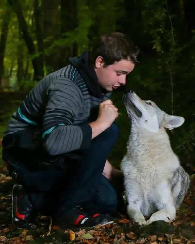 shooting photo chien loup 04